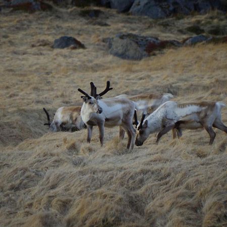 삭사 게스트하우스 Stöðvarfjörður 외부 사진